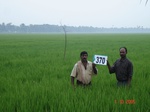 76200370b-irrigated-canal-rice-doublecrop.jpg