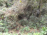 50195DSC01994.JPG