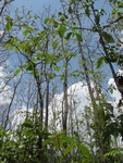 29552IMG_5165.JPG