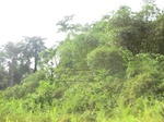 47496CIMG3833.JPG