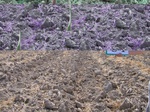 11650081-Irrigated (Surface water) winter wheat-b.jpg