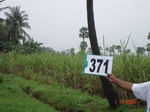 133250371c-irrigated-canal-mixedcrop-sugarcane-dominant-banana.gif