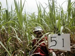 12229GT051_Sugarcane.JPG