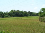 492419042008(12).JPG