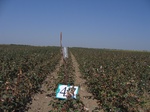 11538047-Irrigated (Surface water) cotton-b.jpg