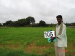 124000106a-rainfed-agriculutre-millet.gif