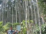 7702gt010b-cropland-rainfed-rice-sur-plantations.jpg