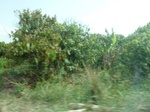 51530P1000700.JPG