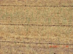 29817CIMG1211.JPG