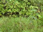 55077Berau (396).JPG