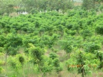34779CIMG2610.JPG