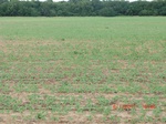29504CIMG0820.JPG