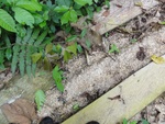 46652DSC01985.JPG