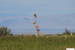 26825IMG_3237.JPG
