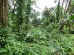 44925CIMG2110.JPG
