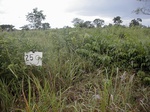 12005GT259_imperata_fallow.JPG