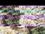 11626069-Irrigated cotton-d.jpg