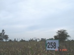 129210258c-rainfed-agriculture-maize-doublecrop-wheat.gif