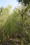 290IMG_4186.JPG
