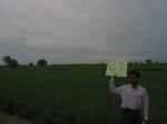 9419gt87a_cropland_rice.gif