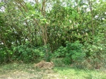 43705CIMG0491.JPG