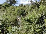 12179GT319_bushy_fallow.JPG
