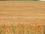 29663CIMG0946.JPG