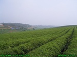 1204R0015051_tag.jpg