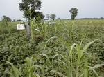12088GT090_Cowpea_or_soybean_G_corn.JPG