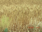 29841CIMG1284.JPG