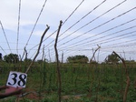 1189038-cropland-bitter-guard-wines-a.jpg