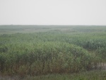 54510DSCN1792.JPG