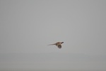 4220IMG_8858.JPG