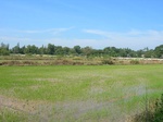 1803120091120_gt02a_Agriculture_Rice_Irrigated_Triple_Continous.JPG