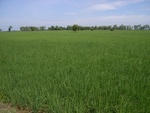33550RIMG0215.JPG