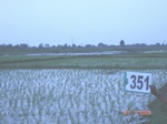132600351b-irrigated-supplemental-tank-rice.gif