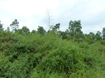 55004Berau (303).JPG
