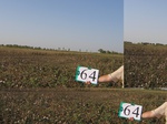 11590064-Irrigated (Surface water) cotton-a.jpg