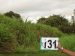 61240131a-irrigated-canal-sugarcane-dominant-maize.jpg