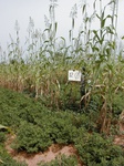 12109GT110_G_corn_groundnut.JPG