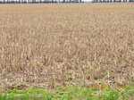 29599CIMG0866.JPG