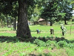 32153IMG_0662.JPG