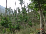 53452CIMG6785.JPG