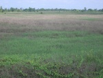 34555RIMG0020.JPG