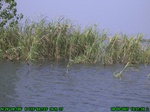 1410R0015154_tag.jpg
