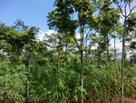 31540CIMG1406.JPG