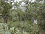12157GT154_Savannah.JPG