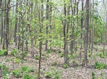 17429100_2115.JPG