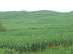 34759CIMG2590.JPG