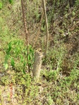 53251CIMG6490.JPG